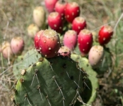 How to prepare the prickly pear 